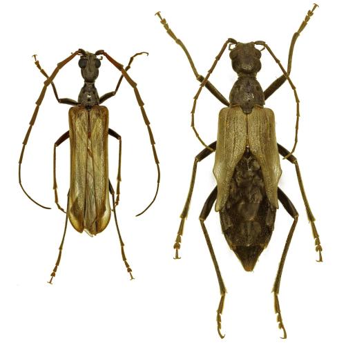 Vesperus xatarti